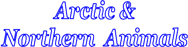 Arctic &
Northern  Animals
