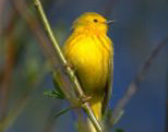 yellow warbler © don baccus