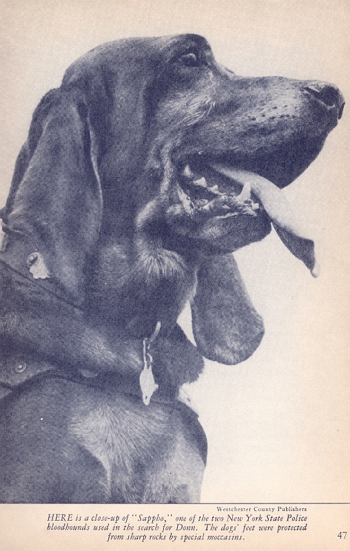 donn-bloodhound