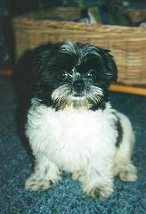 clancy_puppy