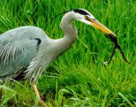 great blue heron © jim cruce