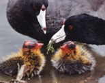 american coots © jim cruce